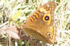 Scotopteryx onychia - Westindische Mangroven-Rosskastanie